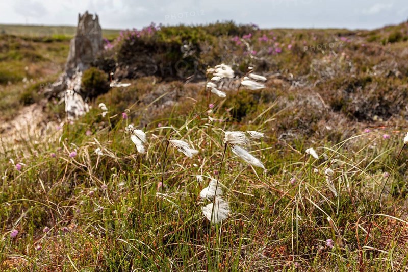 White grasses blowing in the wind in front of a hilly heath landscape under a blue sky, Common cottongrass (Eriophorum angustifolium)