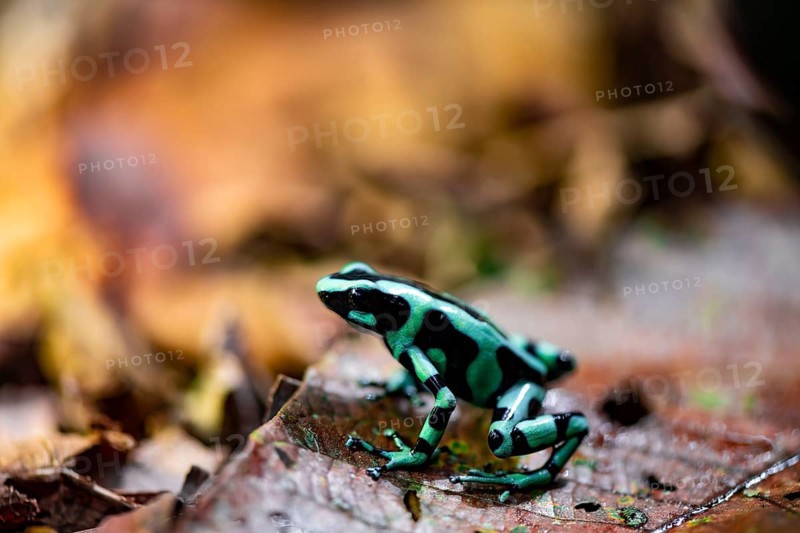 Green and black poison dart frog (Dendrobates auratus) on a leaf, Heredia Province, Costa Rica, Central America