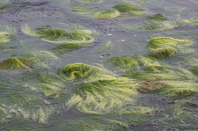 Rock filamentous algae (Cladophora rupestris on rocks in the Baltic Sea, Mecklenburg-Vorpommern, Germany, Europe