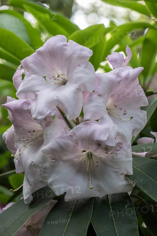 Rhododendron flower (Rhododendron Loderi Venus), Emsland, Lower Saxony, Germany, Europe