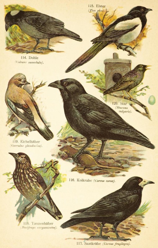 Western jackdaw (Coloeus monedula), european magpie (Pica pica), European common starling (Sturnus vulgaris), Eurasian Jay (Garrulus glandarius), Common Raven (Corvus corax), Rook (Corvus frugilegus), Common Chough (Nucifraga caryocatactes) Birds of the World, historical illustration 1890