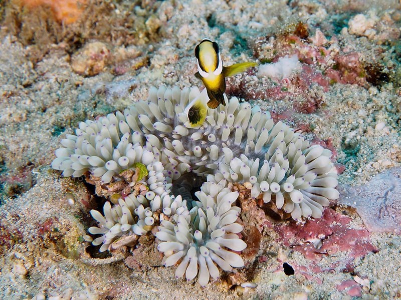 A clownfish above a sea anemone, leather anemone (Radianthus crispa), on a sandy seabed, dive site Close Encounters, Permuteran, Bali, Indonesia, Asia