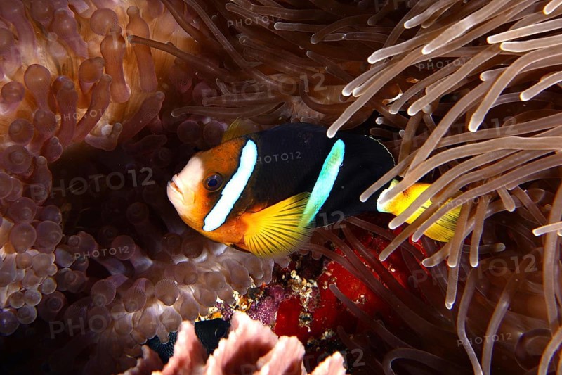 A colourful Clark's anemonefish (Amphiprion clarkii) swimming in a sea anemone, dive site Toyapakeh, Nusa Ceningan, Nusa Penida, Bali, Indonesia, Asia