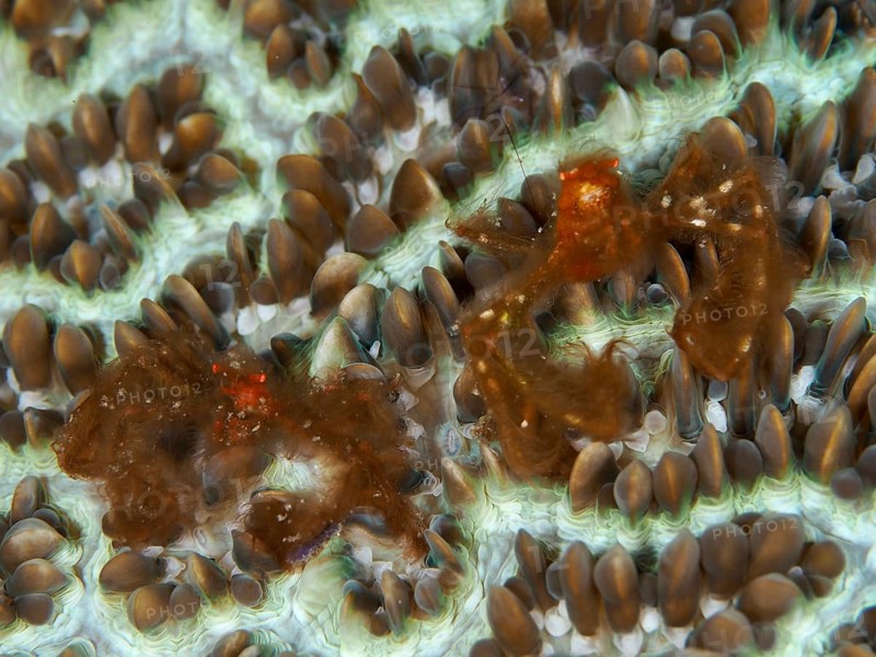 Two crabs, orang-utan crab (Achaeus japonicus), climbing over detailed, textured corals, dive site Gondol East, Penyapangan, Bali, Indonesia, Asia