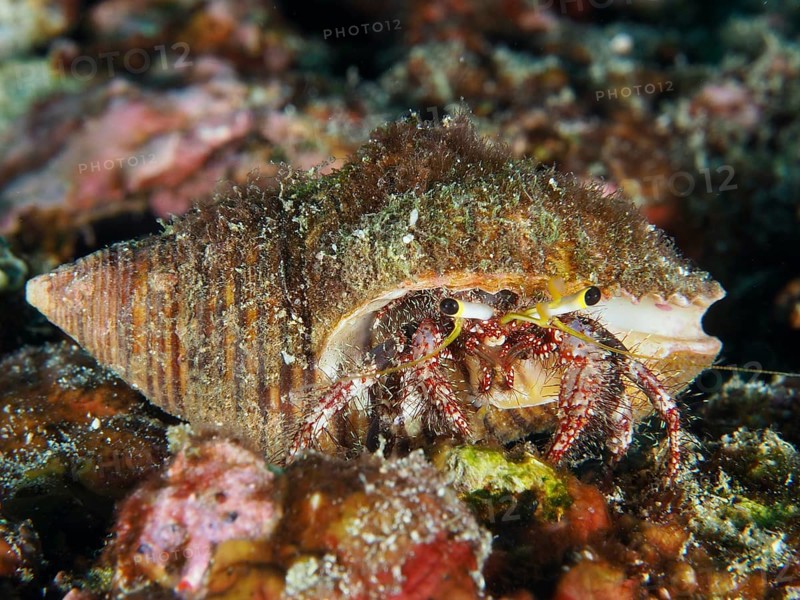 A dark-knee hermit crab (Dardanus lagopodes) hiding on the seabed, dive site SD, Nusa Ceningan, Nusa Penida, Bali, Indonesia, Asia
