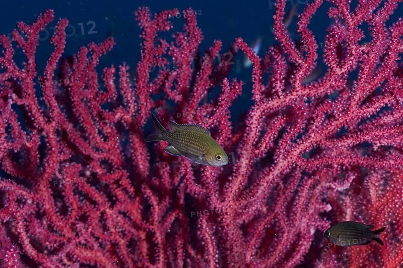 Monkfish (Chromis chromis) swimming in front of pink Violescent sea-whip (Paramuricea clavata), dive site Wreck le Donator, Giens Peninsula, Provence Alpes Côte d'Azur, France, Europe