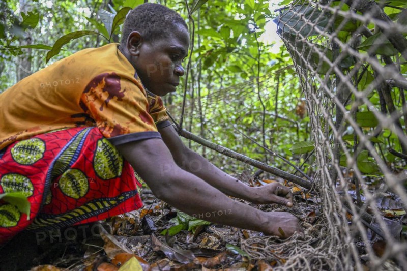Pygmy woman from the Baka or BaAka tribe setting up her hunting net in the forest, Dzanga-Sangha Special Dense Forest Reserve, Sangha-Mbaéré Prefecture, Central African Republic, Africa