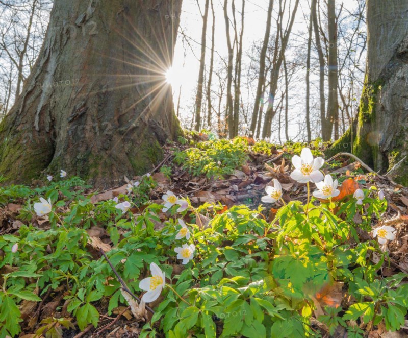 Rays of sunlight falling through the trees, wood anemone (Anemonoides nemorosa) (syn.: Anemone nemorosa) blooming white between autumn leaves from the previous year in the forest, trees covered with moss, common beeches (Fagus sylvatica), spring flowers, forest floor in sunlight, backlight, sun with ray effect, mixed forest at the Rote Schleuse, Lüneburg, Lower Saxony, Germany, Europe