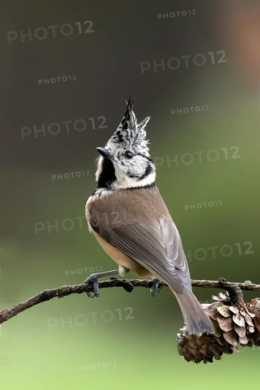 Crested Tit (Lophophanes cristatus) sitting on a lark branch covered with cones, North Rhine-Westphalia, Germany, Europe