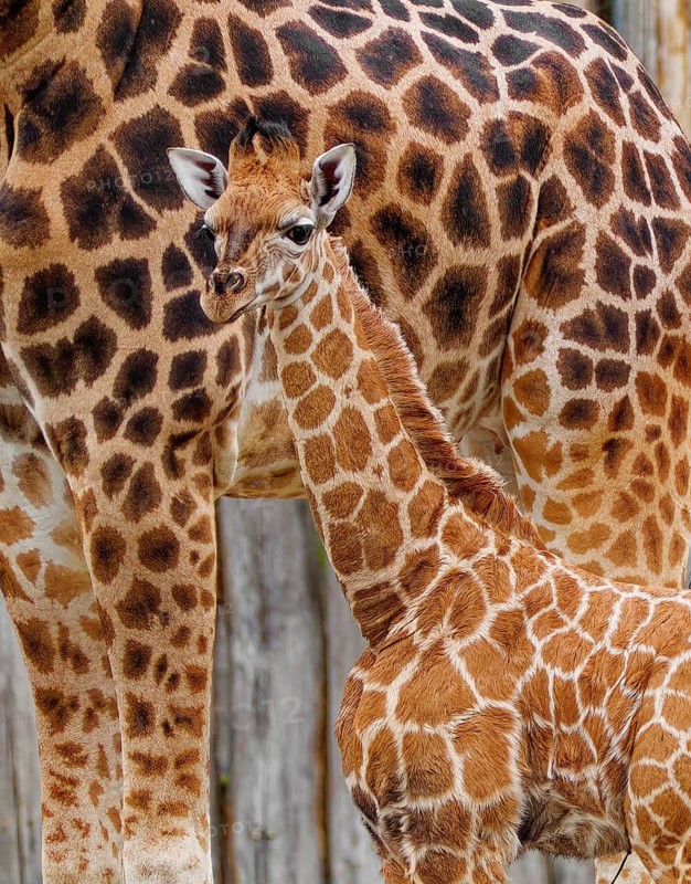 Rothschild's giraffe (Giraffa camelopardalis rothschildi), young animal with mother, captive, Germany, Europe