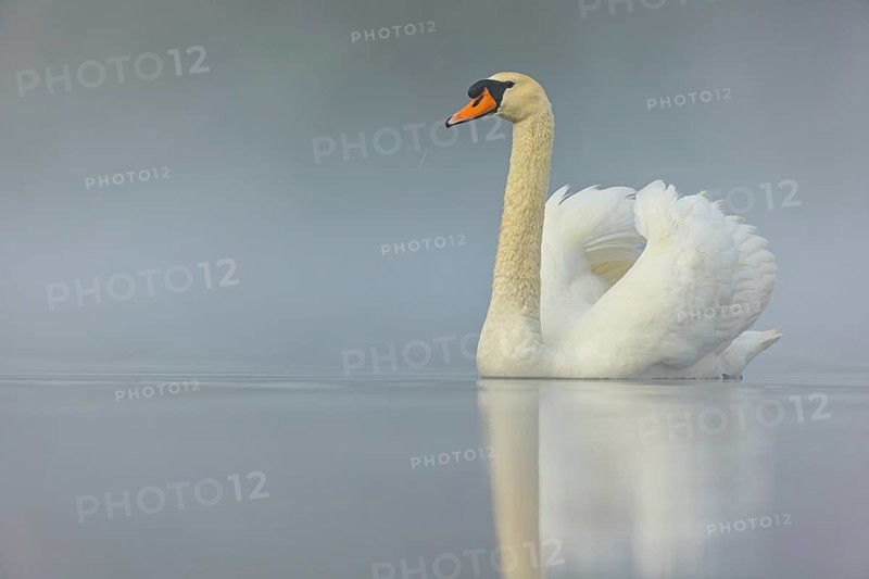 Mute swan, (Cygnus olor), romantic morning mood, Wagbachniederung, Wagh‰usl, Baden-Württemberg, Germany, Europe