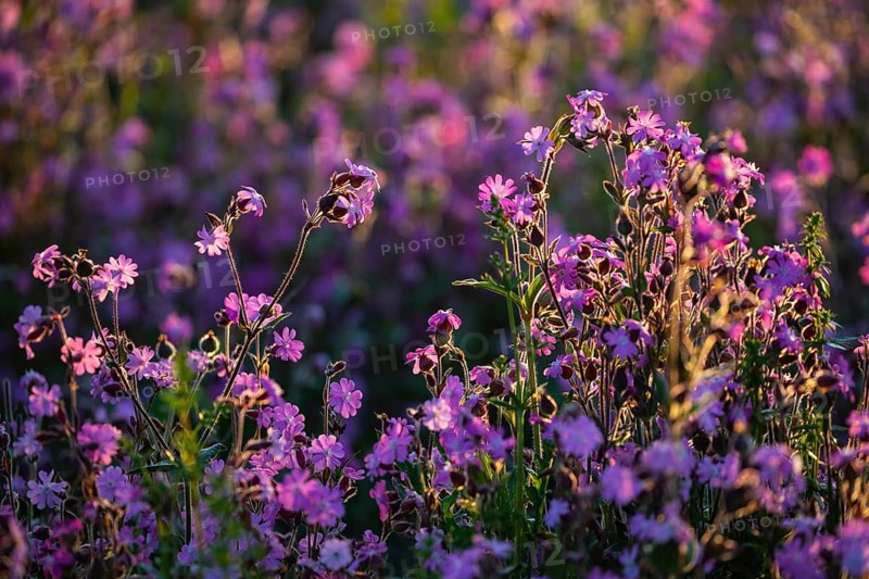 Red campion (Silene diocia) backlit, carnation family (Caryophyllaceae), Messkirch, Upper Danube nature park Park, Baden-Württemberg, Germany, Europe