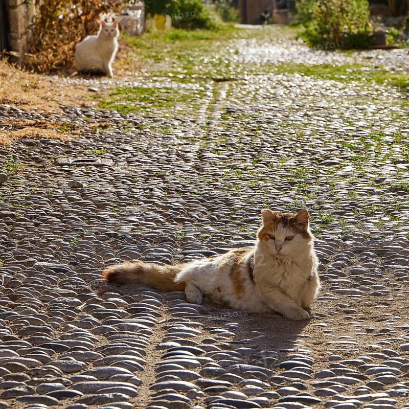 Brown cat lying on cobblestones in sunlight, white cat in background, street with green grass, cats, Rhodes old town, Rhodes city, Rhodes, Dodecanese, Greek Islands, Greece, Europe