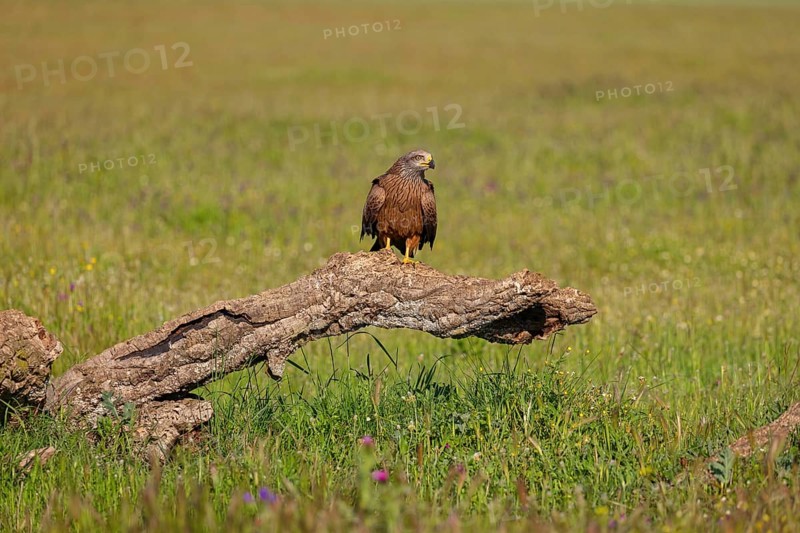 Black kite (Milvus migrans), perching station, Hides De Calera / Steppe Raptors, Nussloch, Castilla La Mancha / Toledo, Germany, Europe