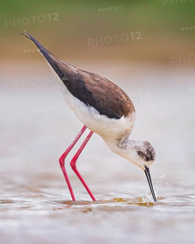 Black-winged Stilt (Himantopus himantopus) Family of Avocets, female, searching for food in the mud, shallow water zone, Toledo, Spain, Europe