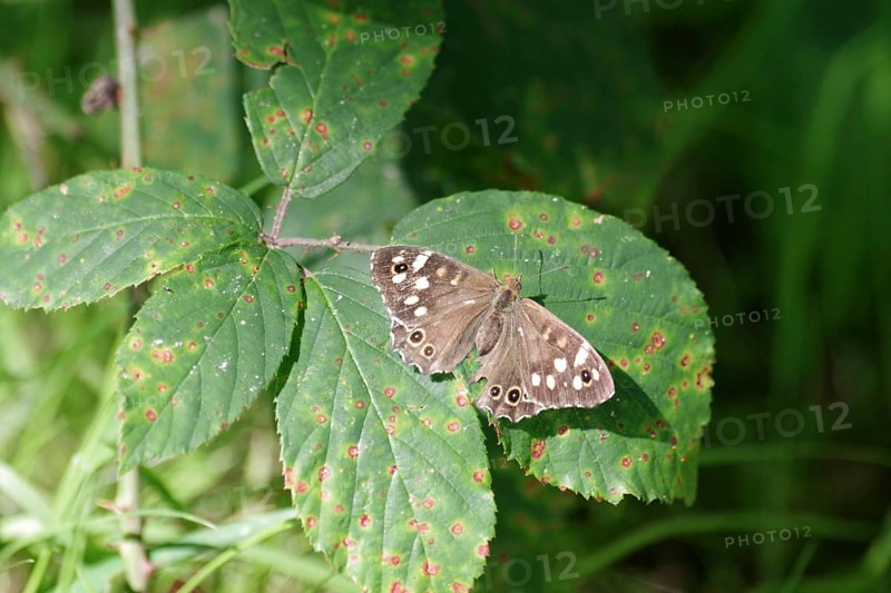 Speckled wood (Pararge aegeria), female, butterfly, blackberry leaf, The brown butterfly sits with open wings on a green leaf
