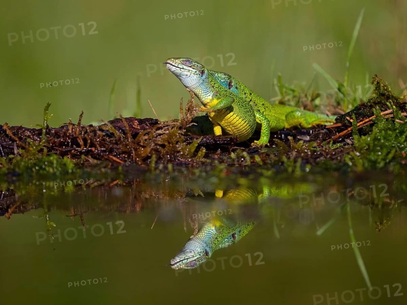 European green lizard (Lacerta viridis), Tiszaalp-r, Kiskuns-gi National Park, B-cs-Kiskun, Hungary, Europe