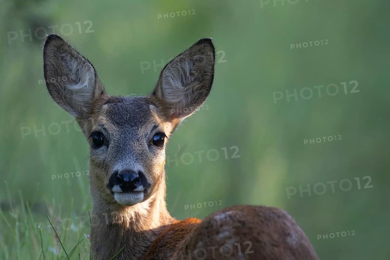 Fawn, Wittlich, Rhineland-Palatinate, Germany, Europe
