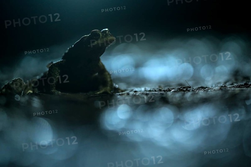 Common toad (Bufo bufo), single male, on the way to spawning waters, evening, toad migration, Bottrop, Ruhr area, North Rhine-Westphalia, Germany, Europe