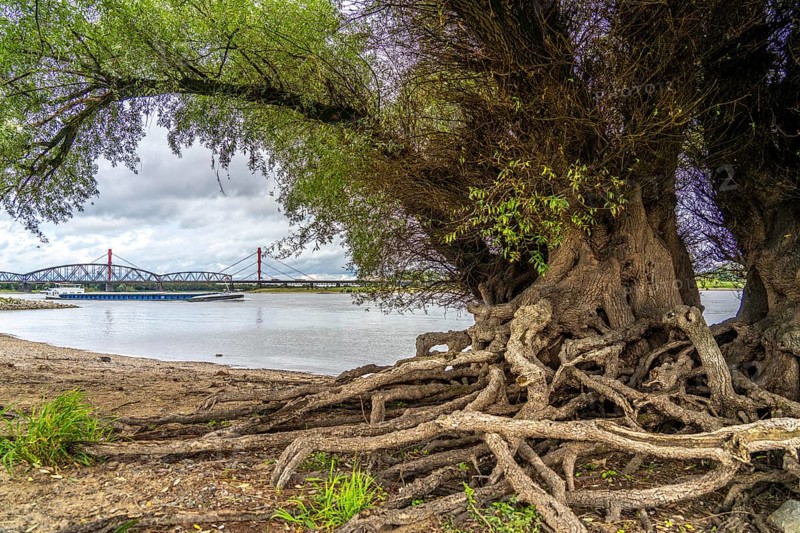 Rhine bank near Duisburg-Baerl, old silver willow, exposed roots, cargo ship, Haus-Knipp railway bridge, Beeckerwerth motorway bridge, North Rhine-Westphalia, Germany, Europe