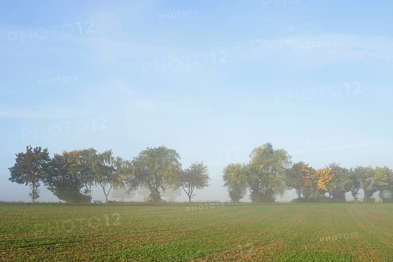 Deciduous trees with autumn leaves, row of trees at the edge of a field in the fog, blue sky, North Rhine-Westphalia, Germany, Europe