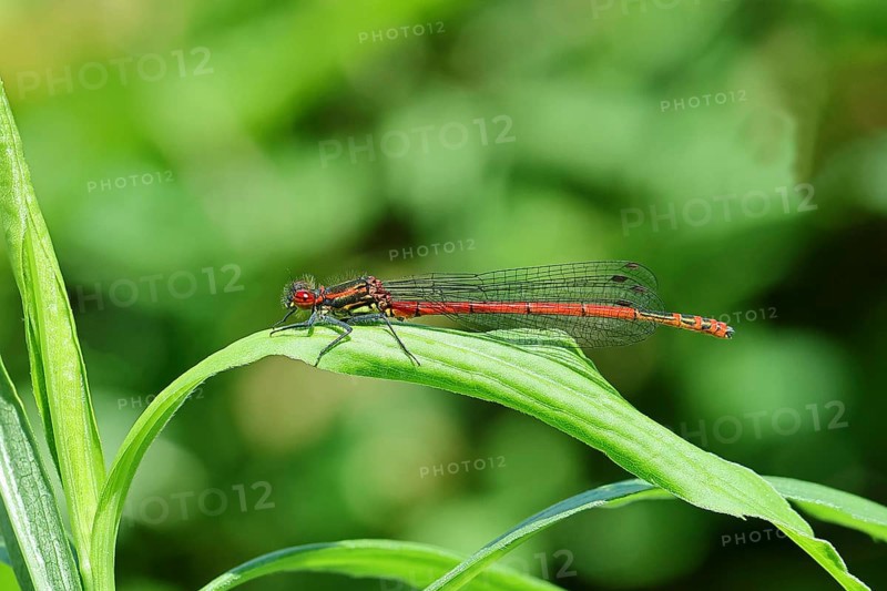 Large red damselfly (Pyrrhosoma nymphula), adult insect, resting on a leaf, close-up, Wilnsdorf, North Rhine-Westphalia, Germany, Europe