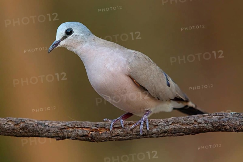 Black-billed wood dove (Turtur abyssinicus), on perch, Tendaba camp / Tendaba photo hid, Kwinella, South Bank, Gambia, Africa