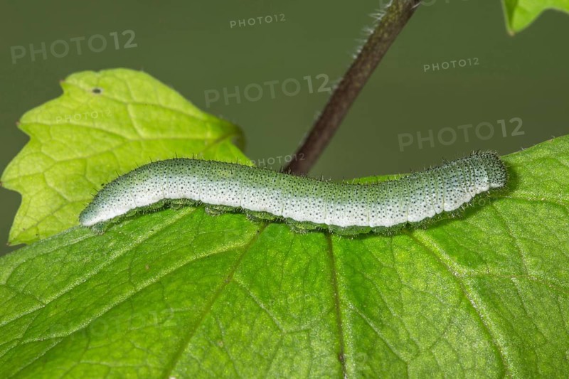 Close-up of an orange tip (Anthocharis cardamines) resting on a leaf of the food plant garlic rocket (Alliaria petiolata), with clearly visible texture, Baden-Württemberg, Germany, Europe