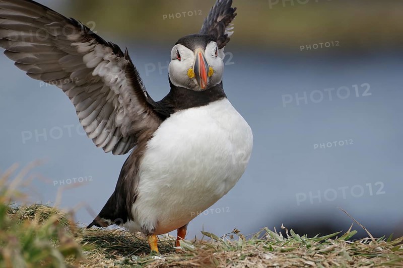 Puffin with outstretched wings standing on a grassy area near the coast, Treshnish Isles, Lunga, Inner Hebrides, Scotland, Great Britain