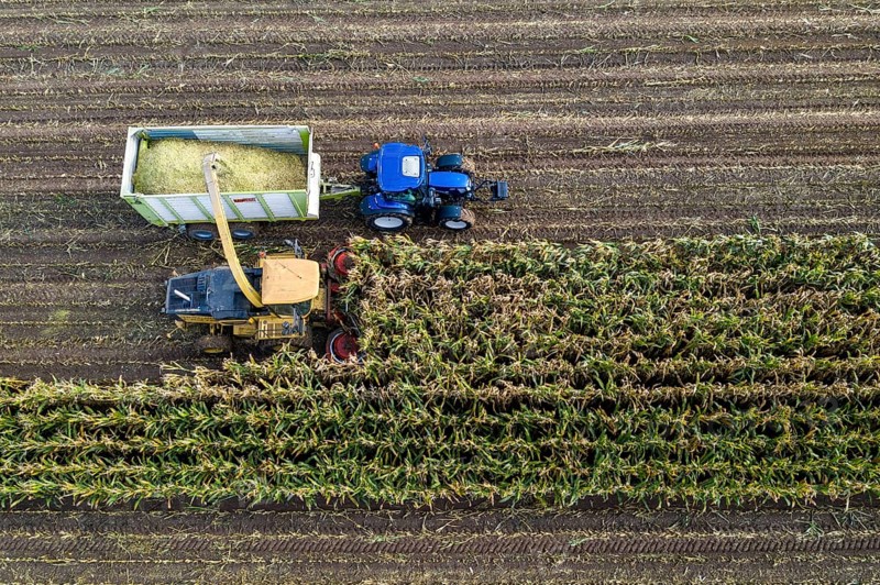 Maize harvest, combine harvester, chopper works its way through a maize field, the silage is pumped directly into a trailer, serves as cattle feed, Lower Rhine, Rees, North Rhine-Westphalia, Germany, Europe