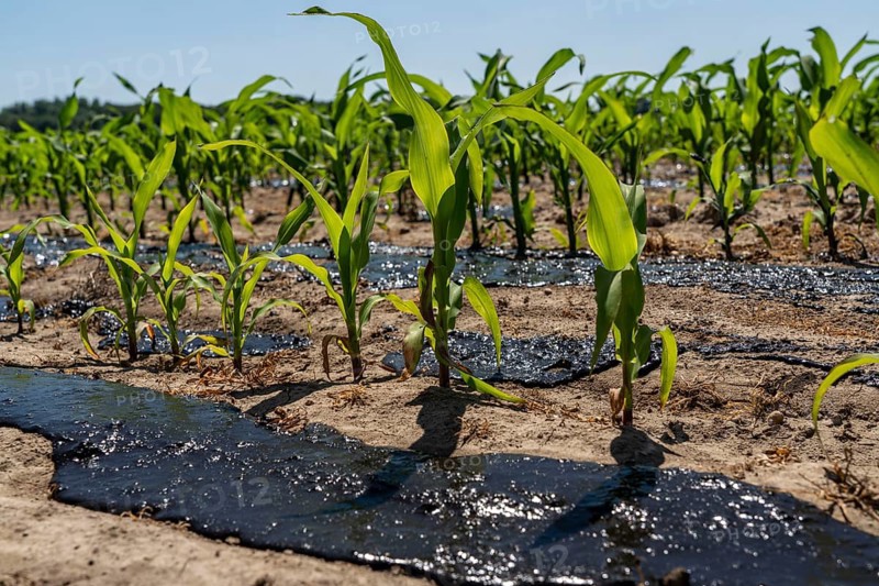 A maize field, with young plants, is fertilised with liquid manure, near Geldern, North Rhine-Westphalia, Germany, Europe