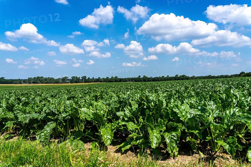 Agriculture, field, field with sugar beet, early growth stage, vigorous growth, near Issum, North Rhine-Westphalia, Germany, Europe