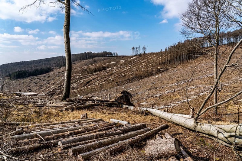 Cleared forest area north of the village of Öventrop, district of Arnsberg, dead spruce stands were felled, dead trees due to bark beetle infestation, Arnsberg Forest, North Rhine-Westphalia, Germany, Europe
