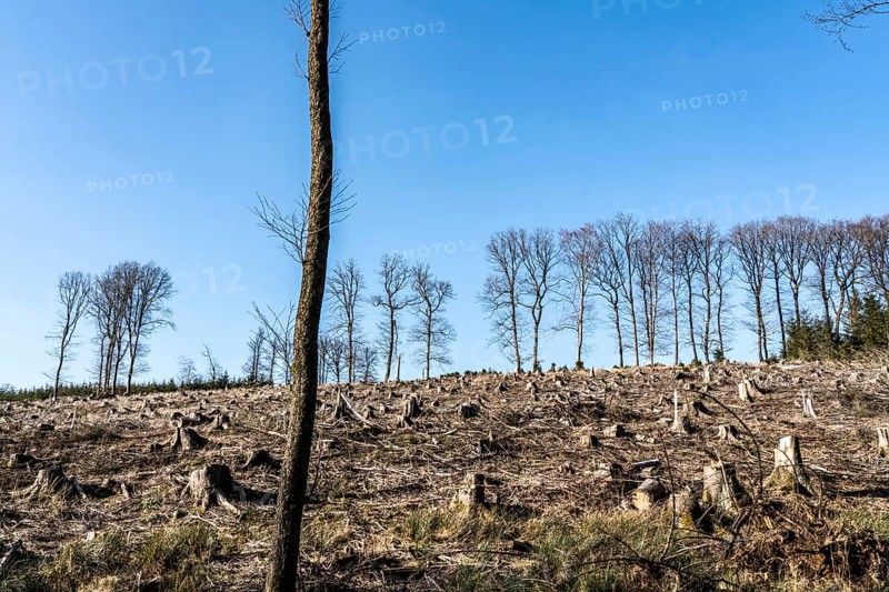 Cleared forest area north of the village of Hirschberg, Soest district, dead spruce stands were felled, dead trees due to bark beetle infestation, Arnsberg Forest, North Rhine-Westphalia, Germany, Europe