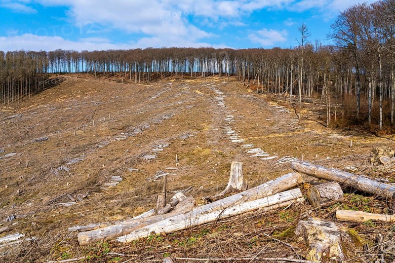 Cleared forest area north of the village of Öventrop, district of Arnsberg, dead spruce stands were felled, dead trees due to bark beetle infestation, Arnsberg Forest, North Rhine-Westphalia, Germany, Europe