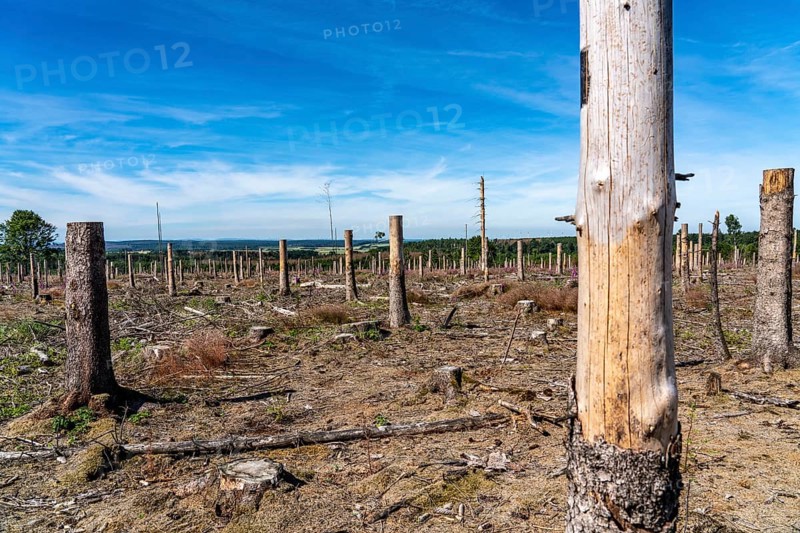 Cleared forest in the Eggegebirge, near Lichtenau, Paderborn district, site of a spruce forest that had died due to heavy bark beetle infestation and was felled, the tree stumps are intended to provide protection and nutrients for new, planted trees, North Rhine-Westphalia, Germany, Europe