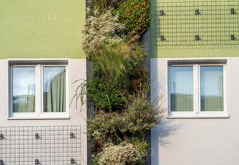 Facade greening on apartment blocks, on Gladbecker Straße, B224, to filter nitrogen oxides and fine dust particles from the air, climbing vines, flowering shrubs, grasses, ferns and ivy grow in the vertical gardens, Essen, North Rhine-Westphalia, Germany, Europe
