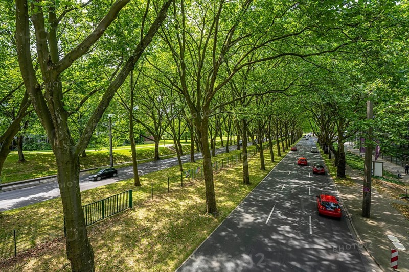 The B1, Rheinlanddamm Straße in Dortmund, an avenue of plane trees, two-way traffic in both directions, dense plane tree forest along the thoroughfare for a good 6 kilometres, part of the German Avenue Road, North Rhine-Westphalia, Germany, Europe