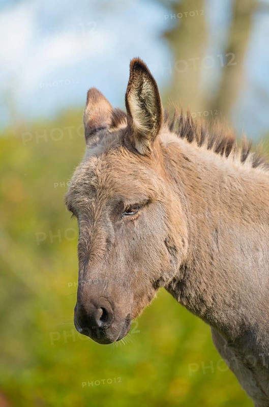 Donkey (Equus asinus asinus) or domestic donkey, completely grey coloured variant with eel line and shoulder cross, portrait, portrait, green, blurred background with trees, close-up in nature, one ear turned to the camera, one ear turned backwards, side view, looking into the camera, sunny day with blue sky in summer, district Heidekreis, Allertal, Lower Saxony, Germany, Europe