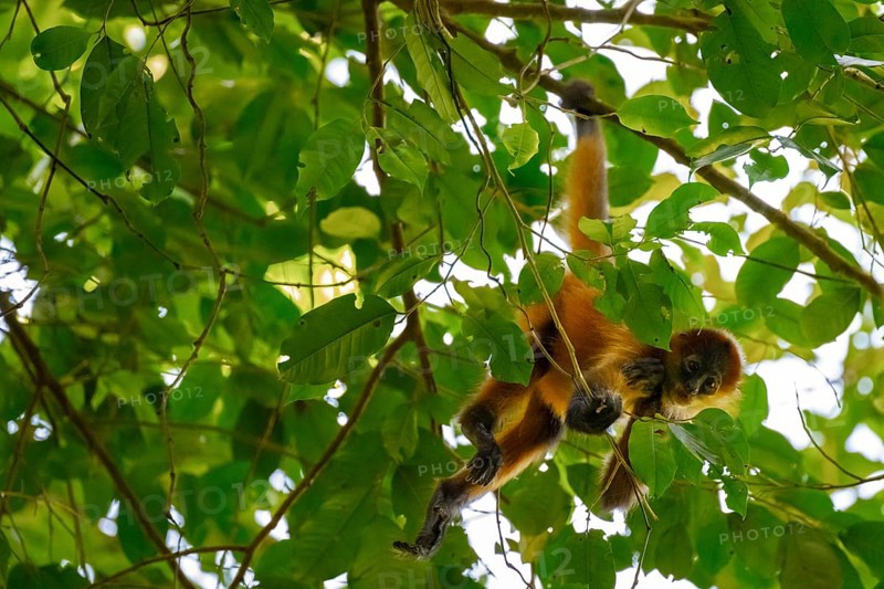 Young Geoffroy's spider monkey (Ateles geoffroyi) climbing a tree in the jungle, Tortuguero National Park, Costa Rica, Central America