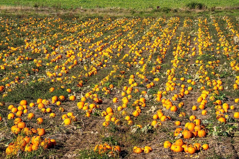 Pumpkin field, ripe pumpkins, shortly in front of harvest, near Neuss, North Rhine-Westphalia, Germany, Europe