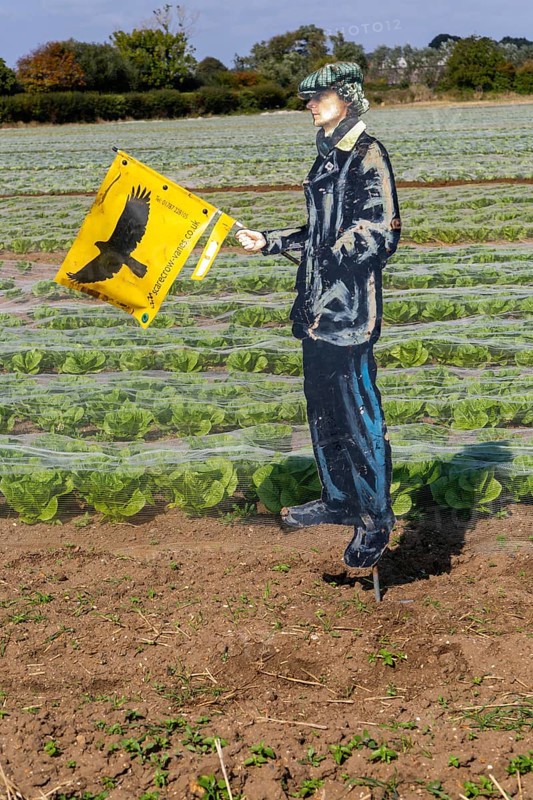 Scarecrow figure of man holding flag bird of prey to scare birds away from salas crop, Bawdsey, Suffolk, England, UK