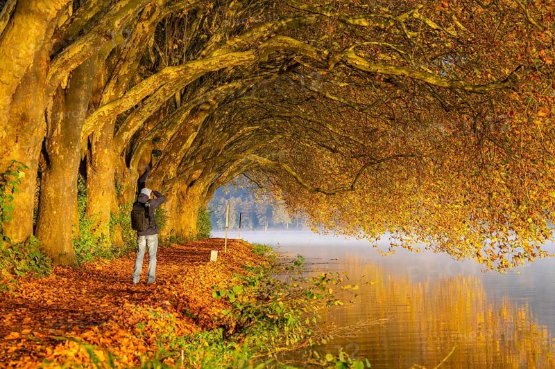 Autumn colours on the Platanen Allee, Hardenberg Ufer, lakeside path on Lake Baldeney, near Haus Scheppen, in Essen, North Rhine-Westphalia, Germany, Europe