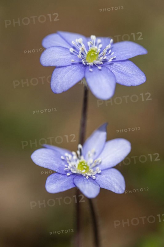 Liverwort (Hepatica nobilis), North Rhine-Westphalia, Germany, Europe
