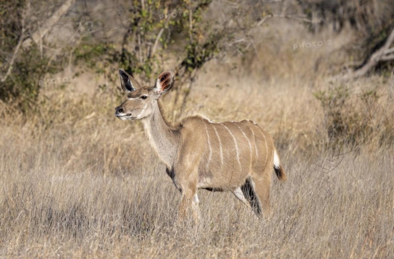 Greater Kudu (Tragelaphus strepsiceros) in dry grass, adult female, Kruger National Park, South Africa, Africa