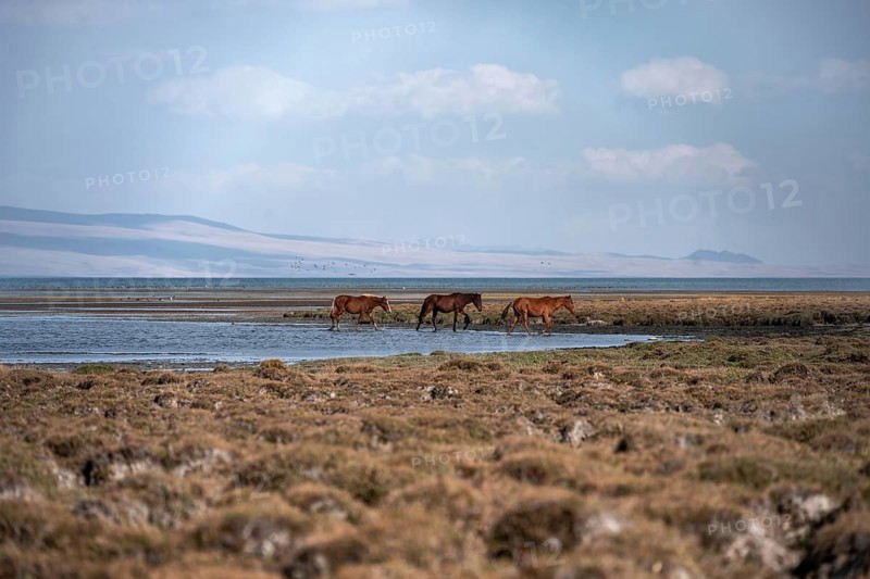 Three horses running through the water at Song Kul mountain lake, Naryn region, Kyrgyzstan, Asia