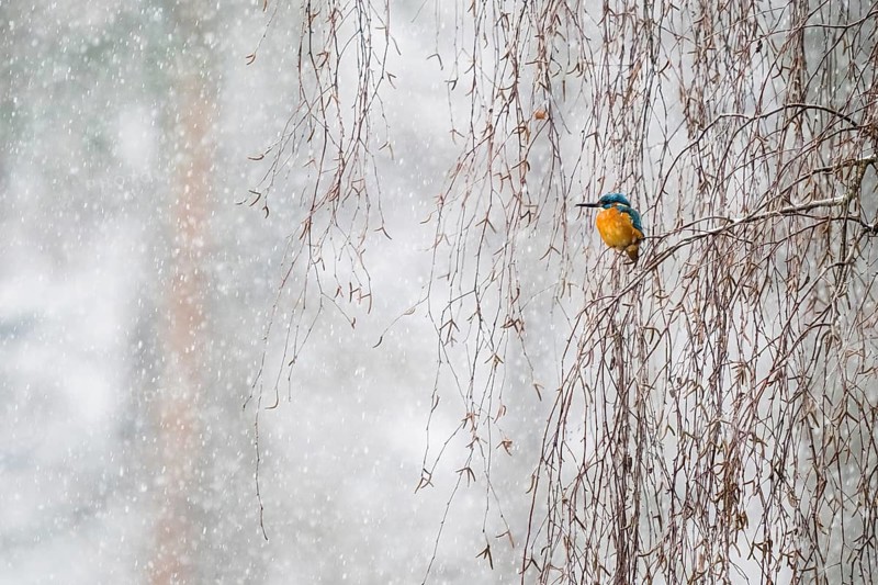 Common kingfisher (Alcedo atthis) sitting on willow branch, snowfall, winter, Hesse, Germany, Europe