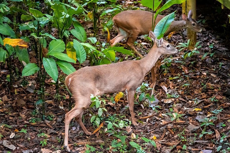 White-tailed deer (Odocoileus virginianus), two females in the rainforest, Manuel Antonio National Park, Puntarenas district, Costa Rica, Central America