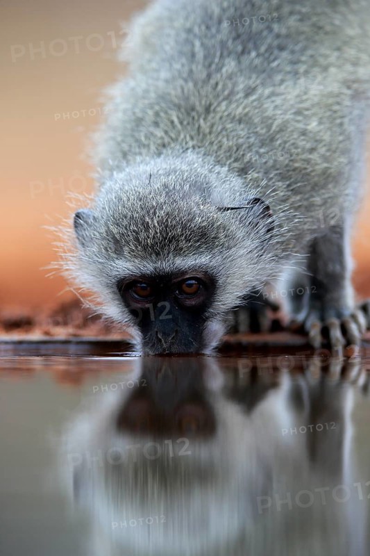 Vervet Monkey (Chlorocebus pygerythrus), adult, drinking, portrait, at the water, Kruger National Park, Kruger National Park, Kruger National Park South Africa