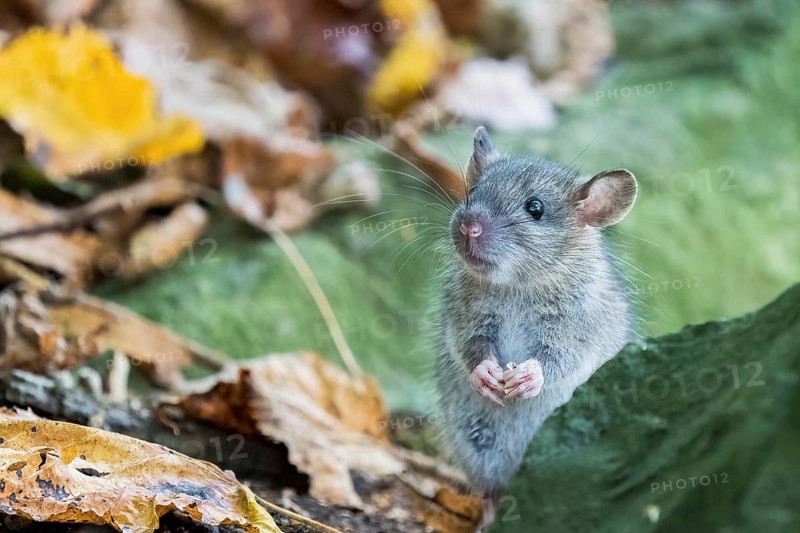A juvenile Norway rat (Rattus norvegicus) standing on two legs between autumn leaves behind a stone, Hesse, Germany, Europe
